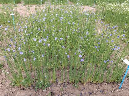 Click for 1 image(s) for this accession.